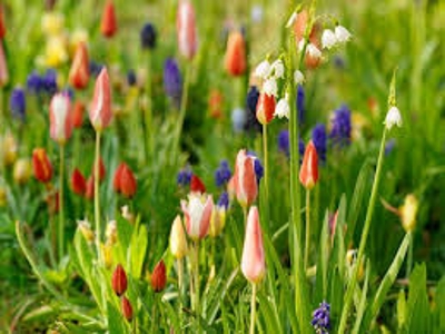 6 Spring Bulbs You Must Have By Bryanna Sweeney