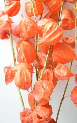 Chinese lantern bunch (Physalis)