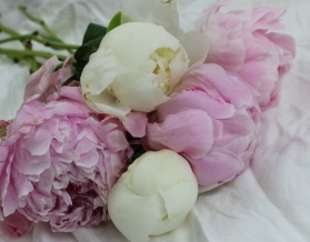 Peony bunches