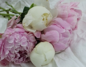 Peony bunches
