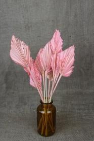 Pink Spear Palm 10 pce